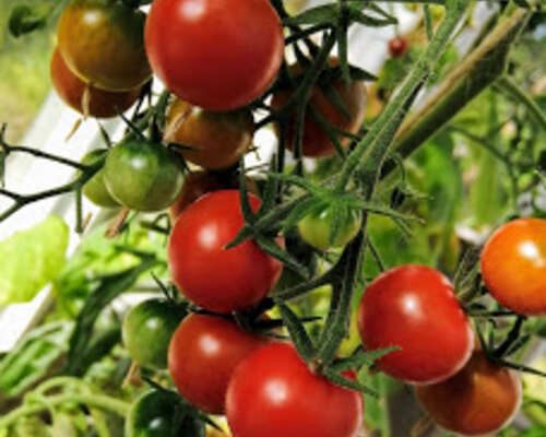 Tomaatin taimikasvatus
