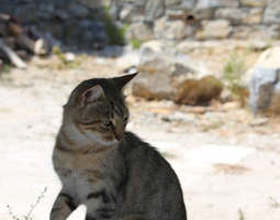 One photogenic greek cat