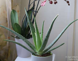 Aloe vera - parantava fengshui kasvi