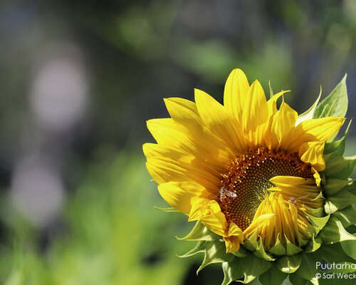 Auringonkukkia pörriäisille, perhosille ja li...