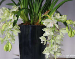 Hienostunut ja ylväs kympidi orkidea
