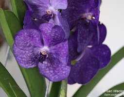 Huikea Vanda orkidea