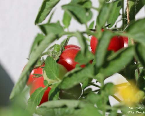 Juhannukseksi ekat tomaatit
