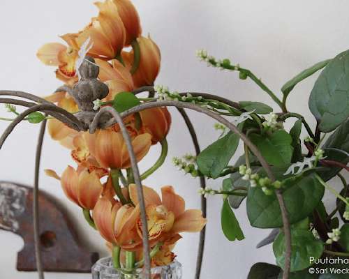Kymbidi orkidea maljakossa