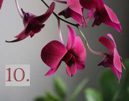 Luukku 10. Orkidea joulukukkana