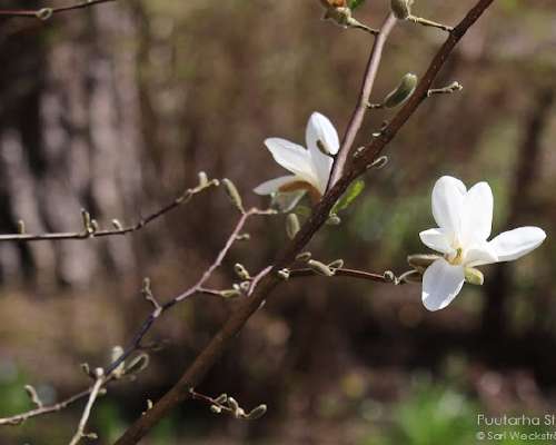 Magnolia `Vanha Rouva` kukkii parhaillaan