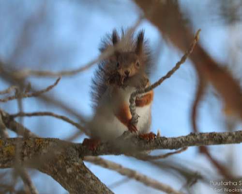 Orava hakee metsälehmuksesta niintä pesään