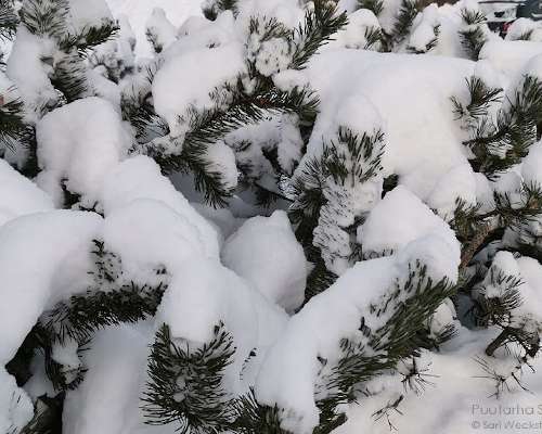 Painava lumi katkoo pensaiden oksia