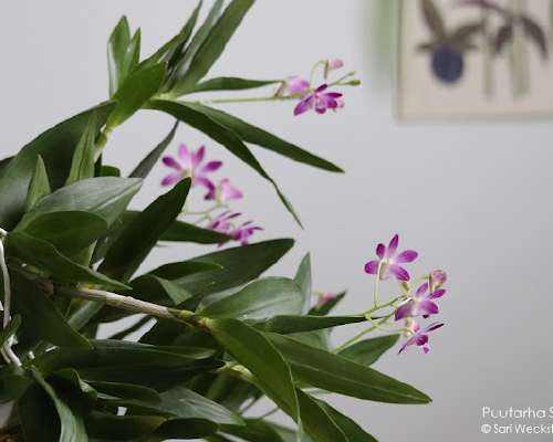 Tuoksuva orkidea puikkokämmekkä `Berry Oda`