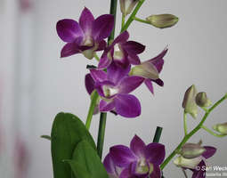 Uusi puikkokämmekkä ja orkidealannoite