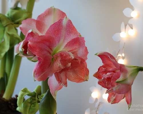 Vaaleanpunainen amaryllis `Rozetta`