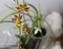 Lasikuvun onnellinen orkidea