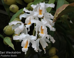Lumikuningattaria ja muita orkideoja