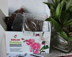 Orkidean ”mullanvaihto” kätevästi