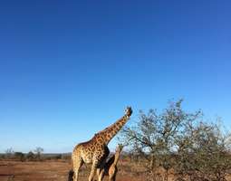 Etelä-Afrikan savannit kaipaavat metsänhoitos...