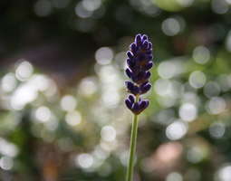 Lavandula angustifolia — Unelma Provencesta