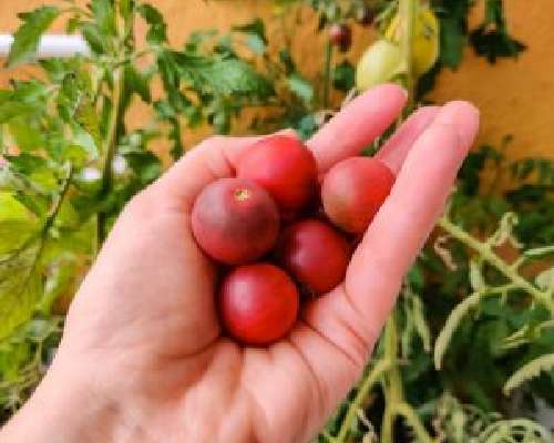 Vinkit tomaattien kasvattamiseen parvekkeella