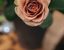 Ruusujen väriloistoa