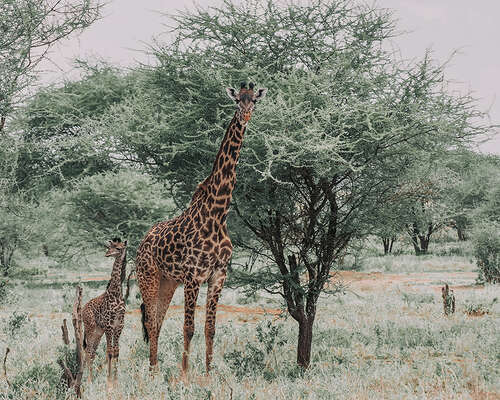 Safari Tansaniassa – Tarangiren luonnonpuisto