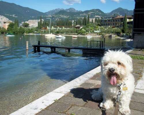 Traveling With a Dog in Italy – The Most Dog ...
