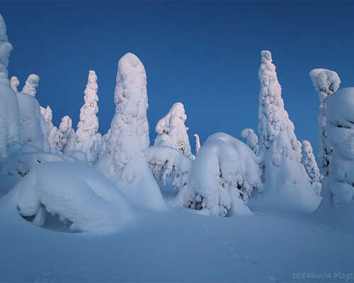 Kaunis talvipäivä Kuusamossa