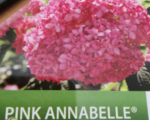 Miten menestyi pallohortensia Annabelle?