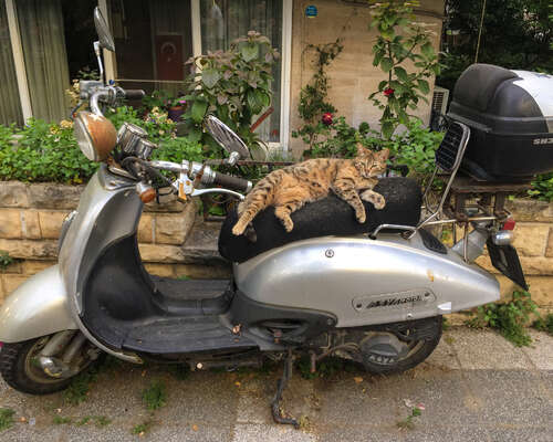 Istanbulin kissat – kissanvihaajasta kissanra...