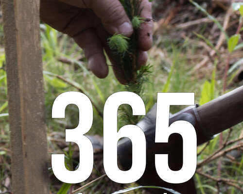 365 Reforestation Stories