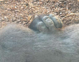 Fuengirolan Bioparkin gorillan kosketus