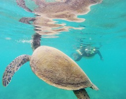 Snorklaamassa merikilpikonnien kanssa Australiassa