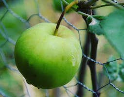 Pellillinen omenapiirakkaa