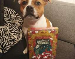 Koirien joulukalenteri – hitti vai huti? (Vuo...