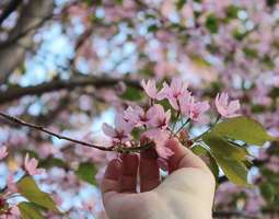 Lemppareita & kirsikankukkia