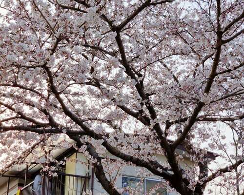 Kirsikankukat Japanin