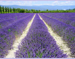 Matkavinkki: laventelipellot Ranskassa