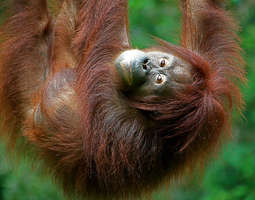 Borneon uskomaton luonto ja eläimet - Sepilok...