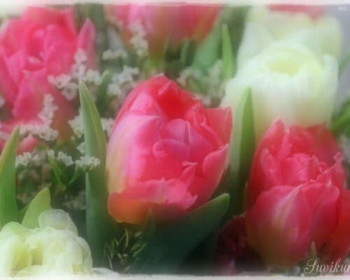 Iloista ja värikästä tulppaanin päivää