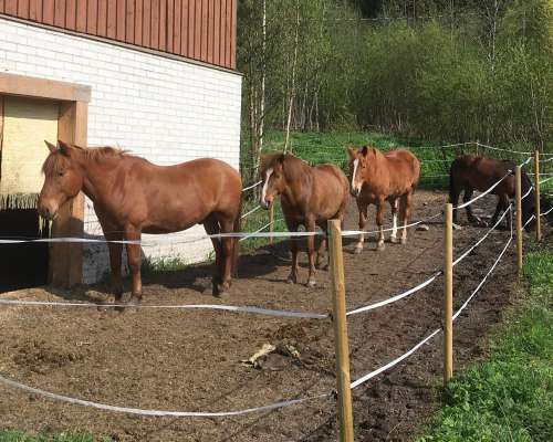 Hevostaitoja ja laumakäyttäytymistä