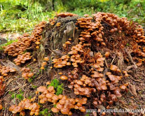 Pieniä sieviä sieniä