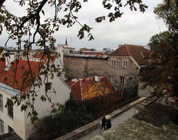 Fall colors charm in Tallinn's Old Town