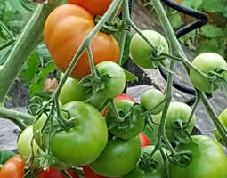 Miten sinä kasvatat tomaattisi ja kurkkusi