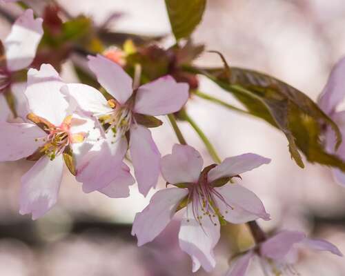 Kirsikankukkia ja äitienpäivää