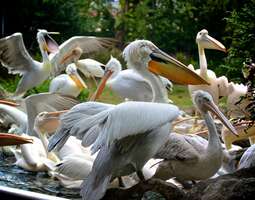 Singaporen Jurong Bird Park – Värikäs lintupu...