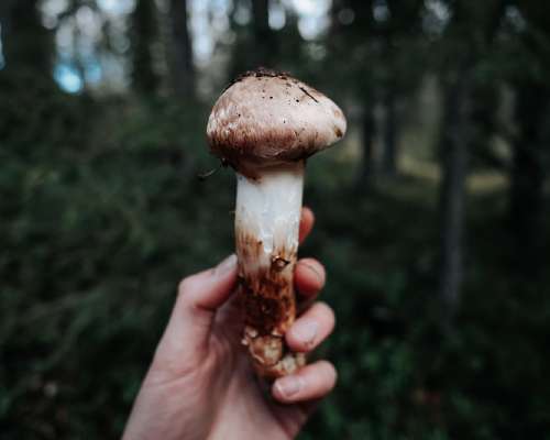Matsutaken jäljillä: onko himoittu sieni main...
