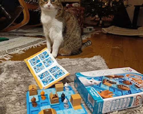 Cats and Boxes -peli