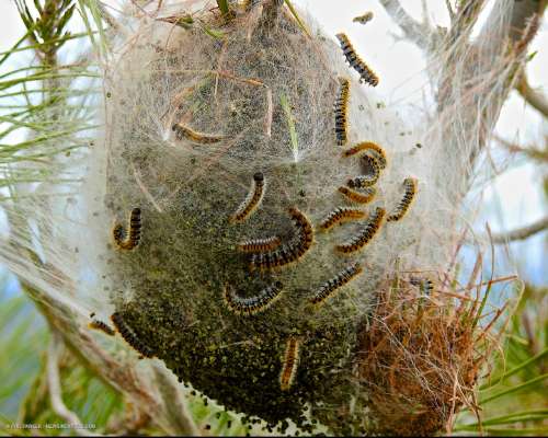 Hengenvaaralliset isokulkuekehrääjän toukat