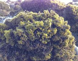 Raglan seaweed