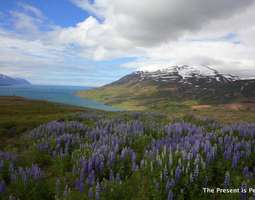 Mitä maksoi viikon ratsastusloma Islannissa?