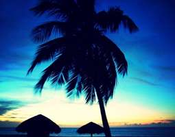 Aruba Palm Tree at Sunset