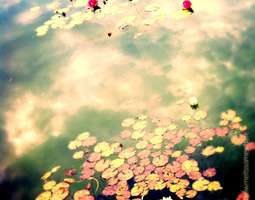 Lotus Flowers And Clouds